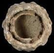 Flower-Like Sandstone Concretion - Pseudo Stromatolite #62199-1